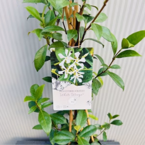 Trachelospermum jasminoides (Toscaanse Jasmijn) wit