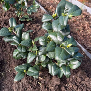 Camellia japonia Lady Campbell (theestruik)