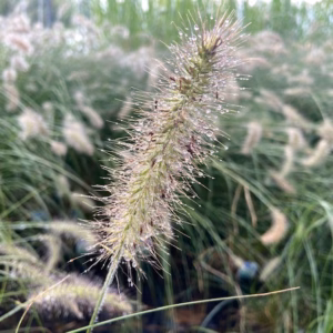 Pennisetum 'Hameln" (Lampenpoetsersgras)