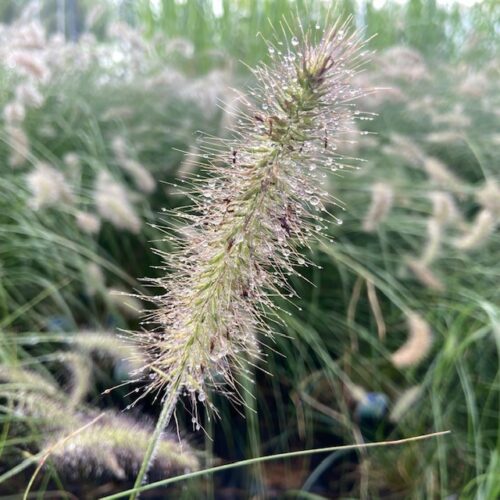 Pennisetum 'Hameln" (Lampenpoetsersgras)