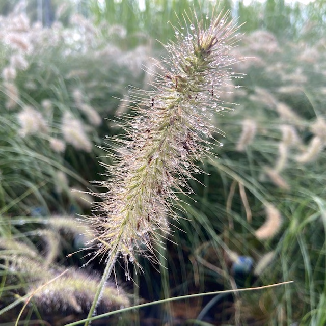 Pennisetum 'Hameln" (Lampenpoetsersgras)