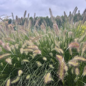 Pennisetum Hameln - Lampenpoetsersgras