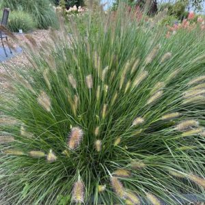 Pennisetum 'Hameln" (Lampenpoetsersgras)