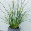 Pennisetum 'Hameln" (Lampenpoetsersgras)