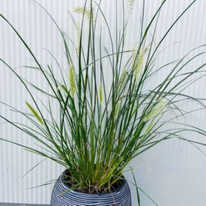Pennisetum 'Hameln" (Lampenpoetsersgras)