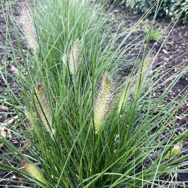 Pennisetum 'Hameln" (Lampenpoetsersgras)