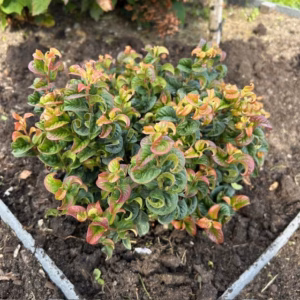 Leucothoe axillaris Curly Red (Druifheide)
