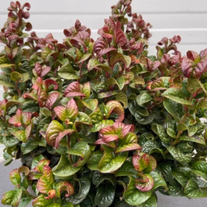 Leucothoe axillaris Curly Red (Druifheide)