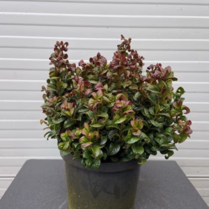 Leucothoe axillaris Curly Red (Druifheide)