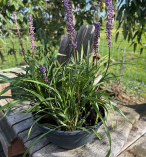 Liriope muscari 'Money maker' (leliegras), 2 liter pot