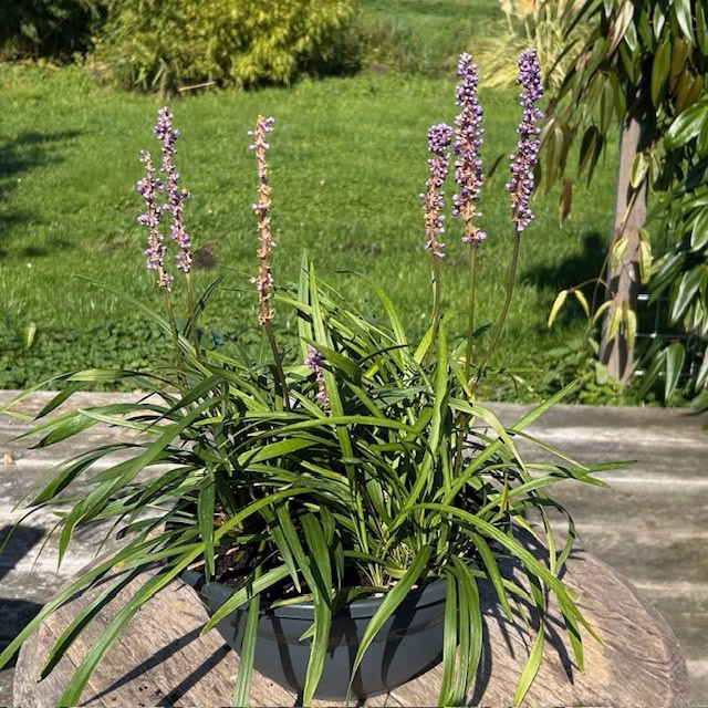 Liriope muscari 'Money maker' (leliegras)