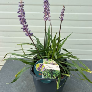 Liriope muscari 'Money maker' (leliegras)