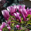 Magnolia Susan (Beverboom)