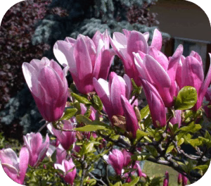 Magnolia Susan (Beverboom)