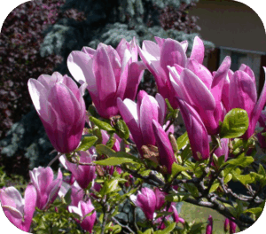 Magnolia Susan (Beverboom)