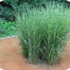 Miscanthus sin. 'Strictus' (Prachtriet)