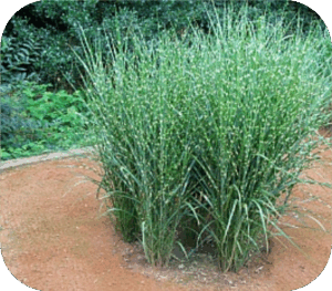 Miscanthus sin. 'Strictus' (Prachtriet)