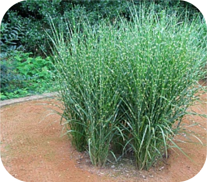 Miscanthus sin. 'Strictus' (Prachtriet)