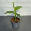 (Musa basjoo) Tuinbanaan