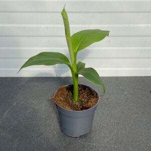 (Musa basjoo) Tuinbanaan
