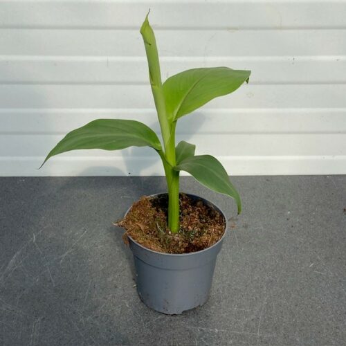 (Musa basjoo) Tuinbanaan