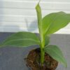 (Musa basjoo) Tuinbanaan