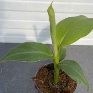 (Musa basjoo) Tuinbanaan