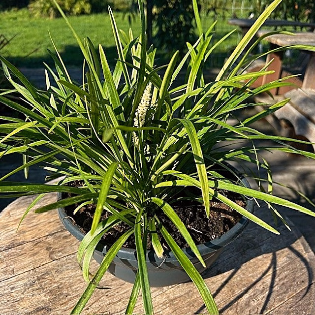 Liriope muscari 'Monroe white ' (leliegras)
