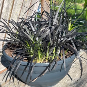 Ophiopogon pl. Niger, (Slangenbaard)
