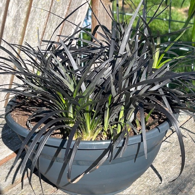 Ophiopogon pl. Niger, (Slangenbaard)