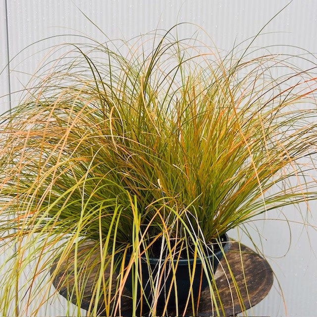 Carex Testacea 'Prairie fire' (Zegge)