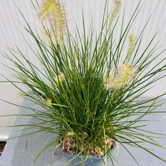 Pennisetum Little Bunny (Lampenpoetersgras)
