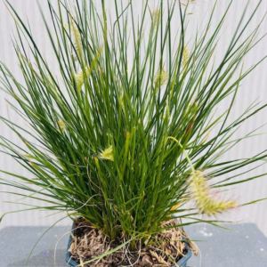 Pennisetum Little Bunny (Lampenpoetersgras)