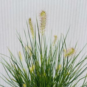Pennisetum Little Bunny (Lampenpoetersgras)