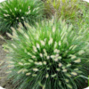 Pennisetum 'Hameln" (Lampenpoetsersgras)