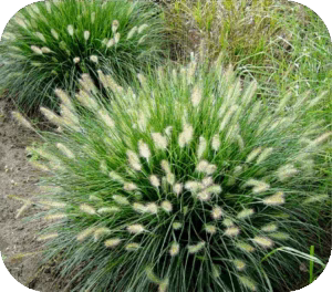 Pennisetum 'Hameln" (Lampenpoetsersgras)