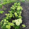 Hydrangea paniculata ‘Magical Limelight’ (Hortensia)