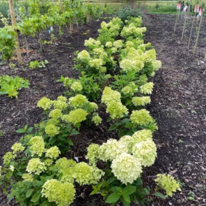 Hydrangea paniculata ‘Magical Limelight’ (Hortensia)