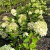 Hydrangea paniculata 'Magical Limelight' (Hortensia)