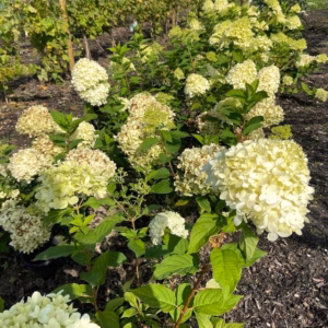 Hydrangea paniculata 'Magical Limelight' (Hortensia)