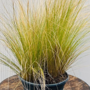 Stipa Tenuissima 'Ponytails', (Vedergras)