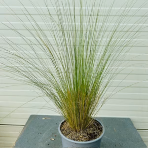 Stipa Tenuissima 'Ponytails', (Vedergras)
