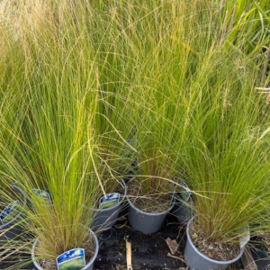 Stipa Tenuissima 'Ponytails', (Vedergras)