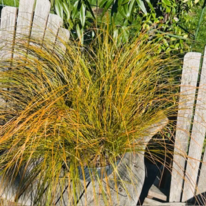 Carex Testacea 'Prairie fire' (Zegge)
