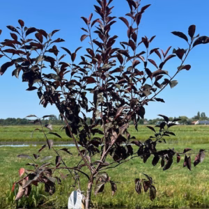 Prunus cistena , (Sierkers) op stam