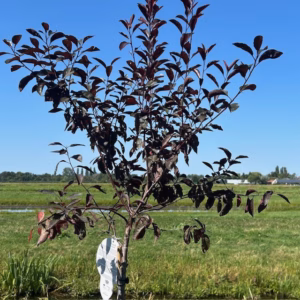 Prunus cistena , (Sierkers) op stam