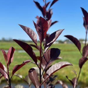 Prunus cistena , (Sierkers) op stam