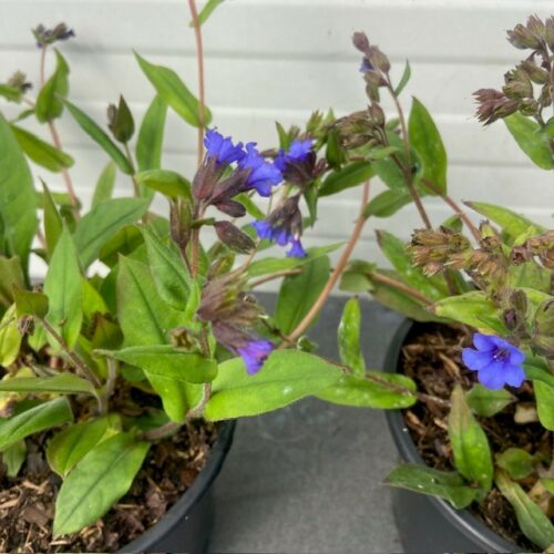 Pulmonaria ang. 'Bleu Ensign' (Longkruid)