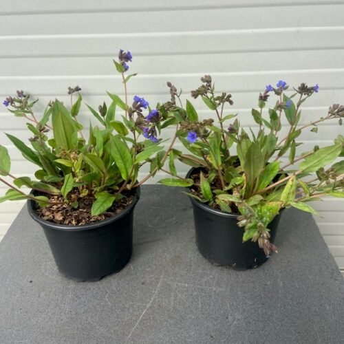 Pulmonaria ang. 'Bleu Ensign' (Longkruid)