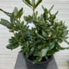 Rhododendron 'Chunningham's white'